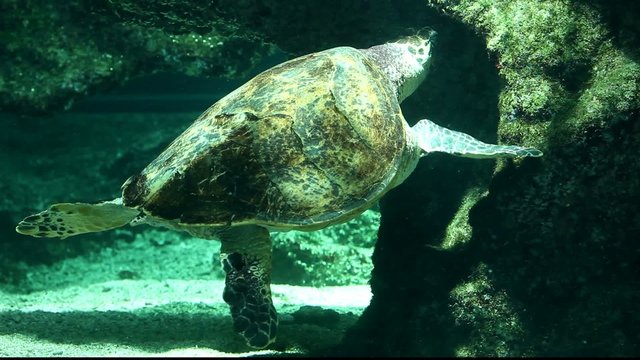 tortue marine