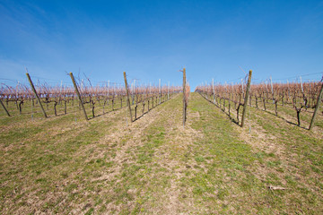 Fototapeta na wymiar view on the vine fields. the spring