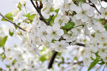blossoming cherry-trees