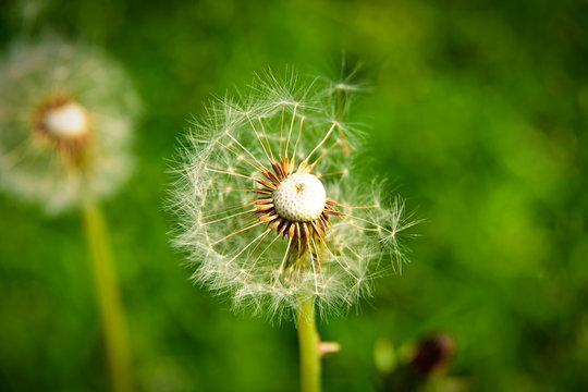 dandelion