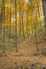 A forest ful of yelow autumn colors.