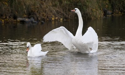 Unbeeindruckte Imponanz © connectivisten
