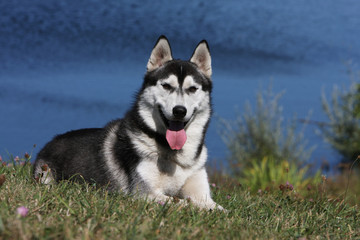 sibérian husky majestueux au bord de l'eau