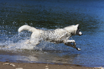 siberian husky courant dans l'eau