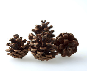 Fototapeta premium Pine cones
