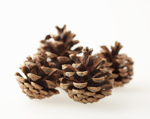 Fototapeta premium Pine cones
