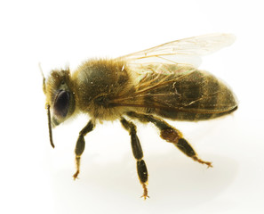 Bee closeup.Isolated on white