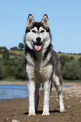 siberian husky de face