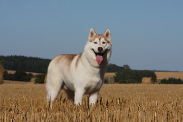 husky sibérien,siberian husky, debout immobile