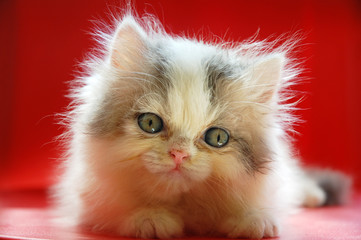 close up of cute persian kitten with red background