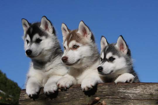 trois magnifiques chiots de race husky sib&eacute;rien