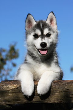 610 Best Husky Siberien Images Stock Photos Vectors Adobe Stock
