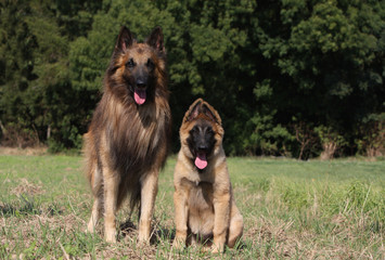 maman tervueren et son chiot