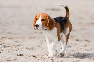 Beagle puppy on a beach