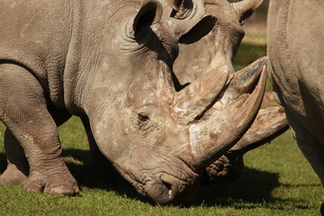 Obraz premium Nashorn