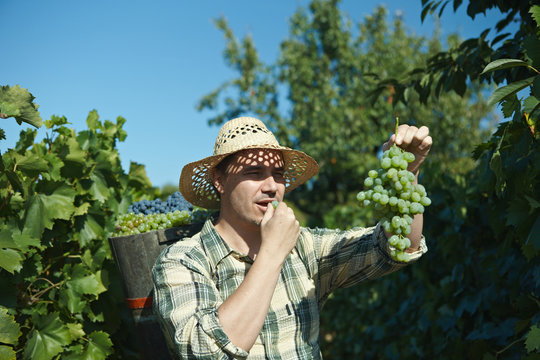 Vintager wearing butt full of grapes