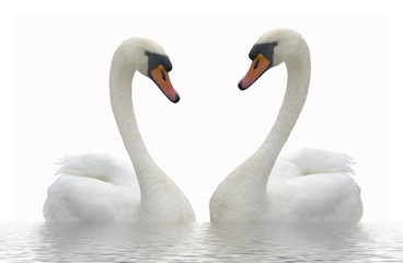 Two swans.