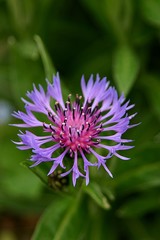 Kornblumen (Centaurea cyanus) Blüte