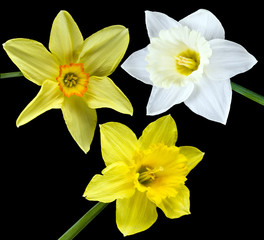Three narcissuses on the black