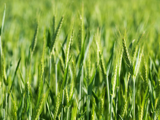 Green wheat field