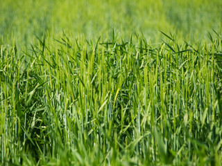 Green barley