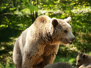 Young brown bear