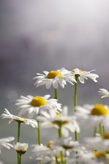 White Daisies