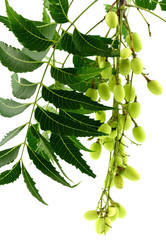 neem, lilas des Indes : grappe de fruits, fond blanc