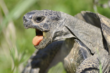 Schildkrötenschrei