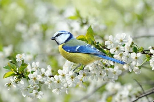 Fr&uuml;hling 122