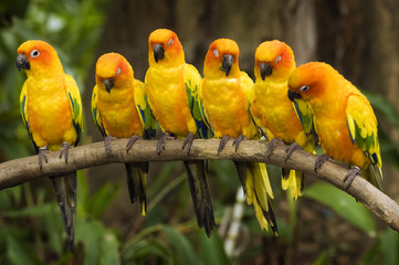 Obraz premium Sun Conure Parakeets