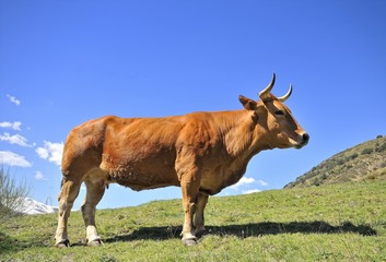 Vaca Pura raza de los valles