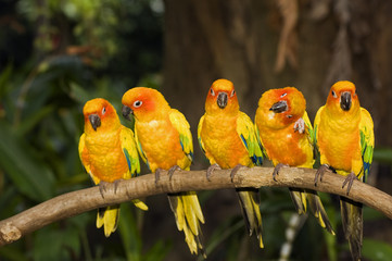 Sun conure parekeets