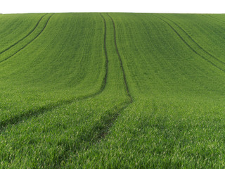 Obraz premium Fahrspuren in grünem Feld
