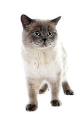 British cat