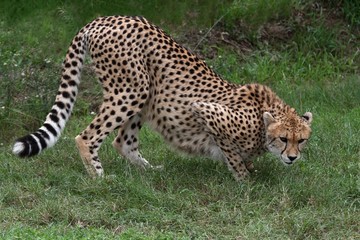 Stalking Cheetah Cat