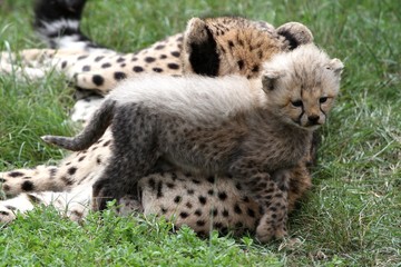 Cheetah Cub