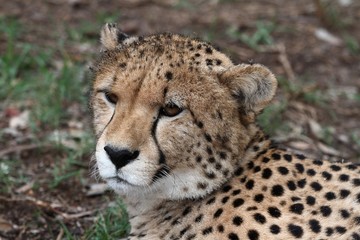 Cheetah Portrait