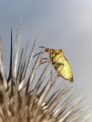 Stinkwanze auf Silberdistel