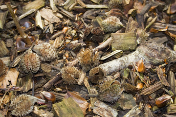 Waldboden mit Bucheckerhülsen