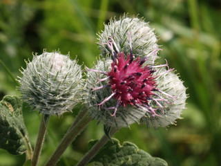 Burdock