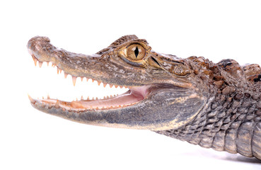 Fototapeta premium alligator isolated on a white