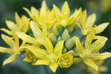 Obraz premium yellow flowers macro
