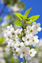 branch of flowering cherry