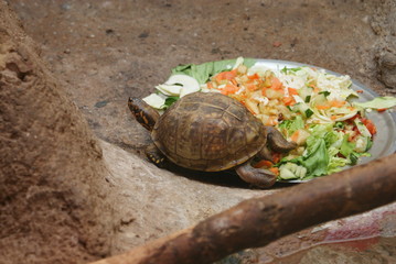 Eastern Box Turtle