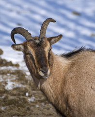goat
