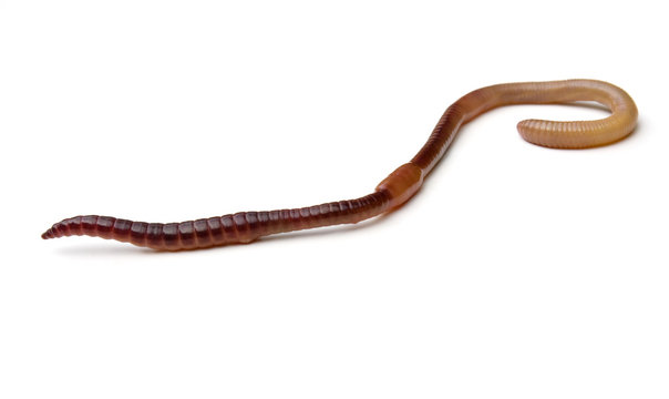 Earthworm