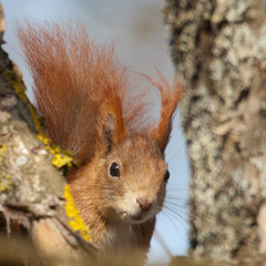 Squirrel