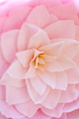 ピンクの椿の花