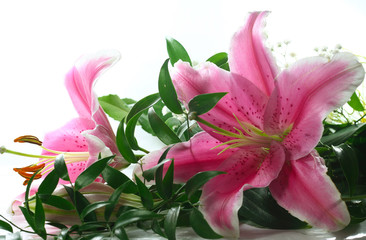 Pink lillies on white background